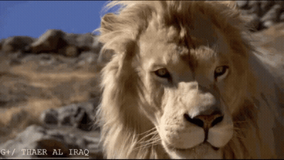 A Close Up Of A Lion With The Words Thaer Al Iraq On The Bottom Right GIF