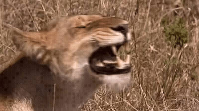A Close Up Of A Lion Yawning With Its Mouth Open . GIF