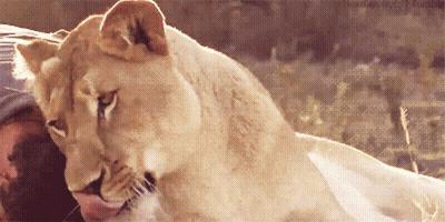 A Close Up Of A Lioness Licking A Person 'S Nose GIF