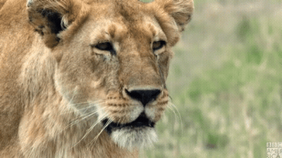 A Close Up Of A Lioness With Bbc America Written On The Bottom Right GIF