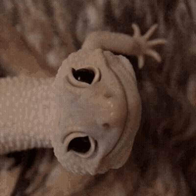 A Close Up Of A Lizard 'S Face With Its Eyes Open . GIF