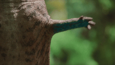 A Close Up Of A Lizard 'S Tail With Green Background GIF