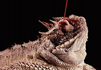 A Close Up Of A Lizard With Blood Coming Out Of Its Eyes GIF