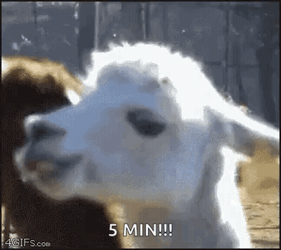 A Close Up Of A Llama 'S Face With The Words `` 5 Min ! '' Written On It . GIF