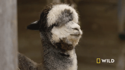 A Close Up Of A Llama With A National Geographic Wild Logo In The Corner GIF