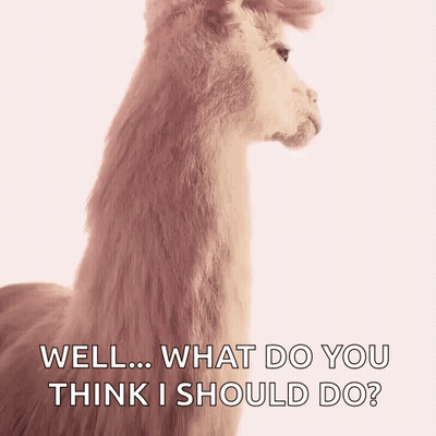 A Close Up Of A Llama With The Words `` Well ... What Do You Think I Should Do '' Written Below It . GIF