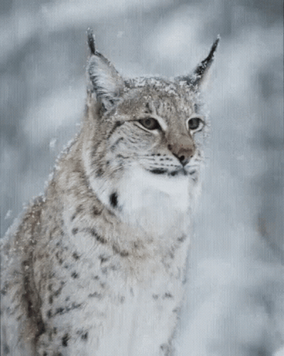 A Close Up Of A Lynx With Its Tongue Out In The Snow GIF