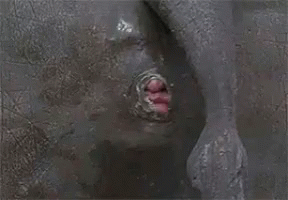 A Close Up Of A Man 'S Face With His Mouth Open And His Tongue Out . GIF