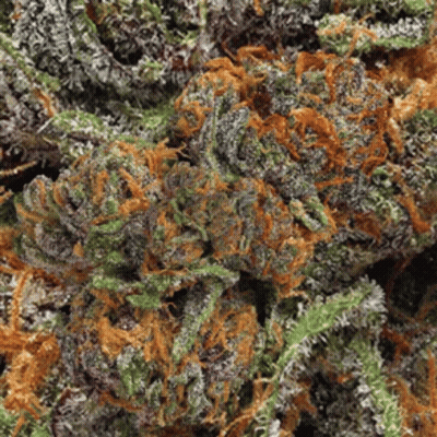 A Close Up Of A Marijuana Plant With Purple And Orange Flowers GIF