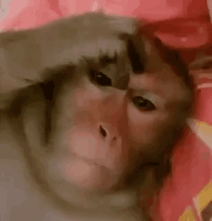 A Close Up Of A Monkey Covering Its Eyes With Its Hands . GIF