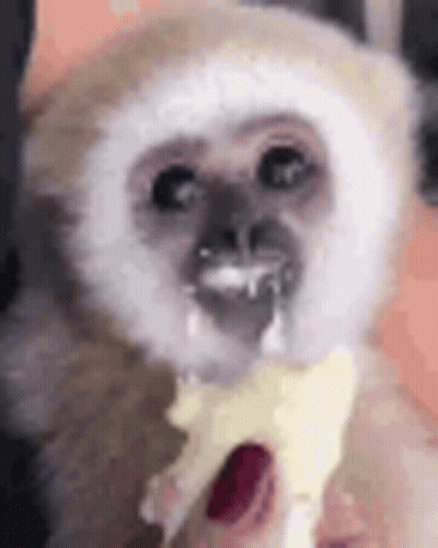 A Close Up Of A Monkey Eating A Banana With A Straw In Its Mouth . GIF