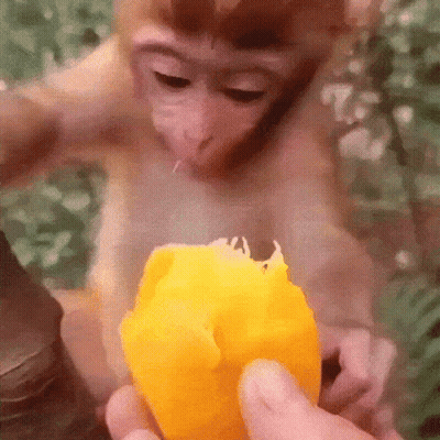 A Close Up Of A Monkey Eating A Mango GIF
