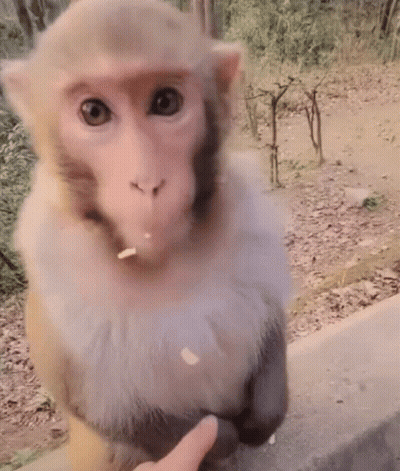 A Close Up Of A Monkey Eating Food From A Person 'S Finger GIF
