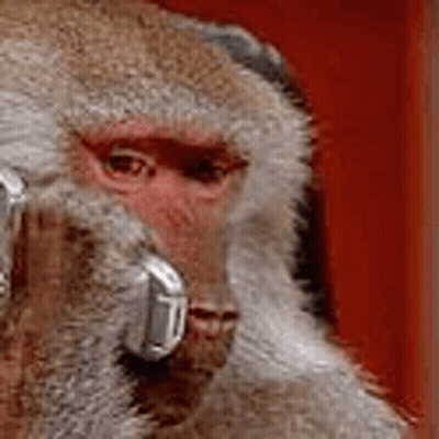 A Close Up Of A Monkey Holding A Cell Phone In Front Of Its Face . GIF