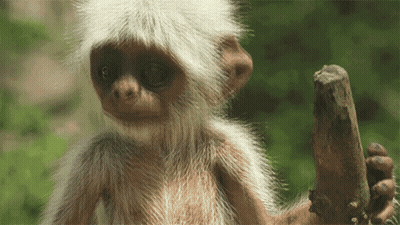 A Close Up Of A Monkey Holding A Stick In Its Hand GIF