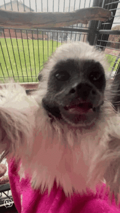 A Close Up Of A Monkey In A Cage GIF