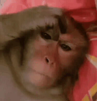 A Close Up Of A Monkey Laying On A Bed Covering Its Face With Its Hand . GIF