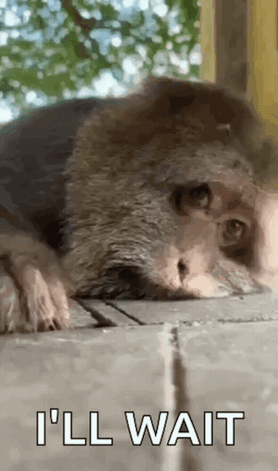 A Close Up Of A Monkey Laying On The Ground With The Words `` I 'Ll Wait '' Written Below It . GIF