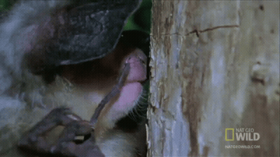 A Close Up Of A Monkey Licking A Tree Trunk With The Words National Geographic Wild Written On The Bottom GIF