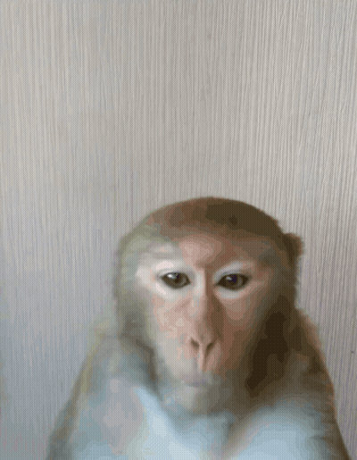 A Close Up Of A Monkey 'S Face Against A White Background GIF