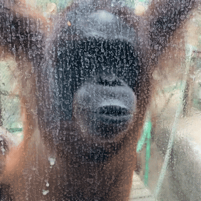 A Close Up Of A Monkey 'S Face Behind A Glass GIF
