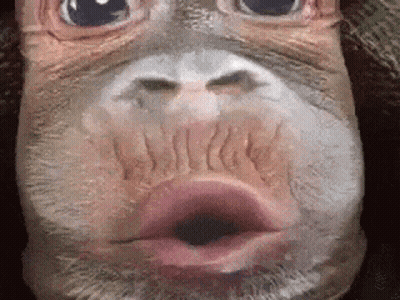 A Close Up Of A Monkey 'S Face With A Big Mouth GIF