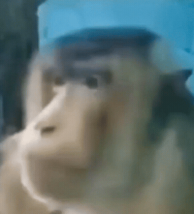 A Close Up Of A Monkey 'S Face With A Blue Background . GIF