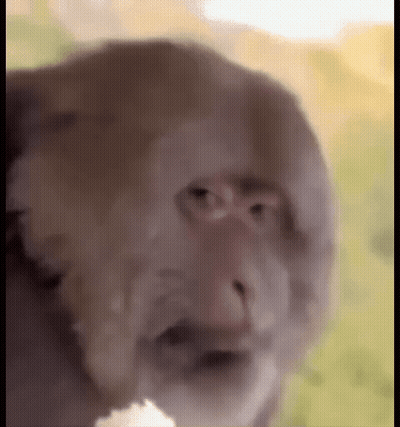 A Close Up Of A Monkey 'S Face With A Blurred Background GIF