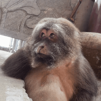 A Close Up Of A Monkey 'S Face With A Statue In The Background GIF