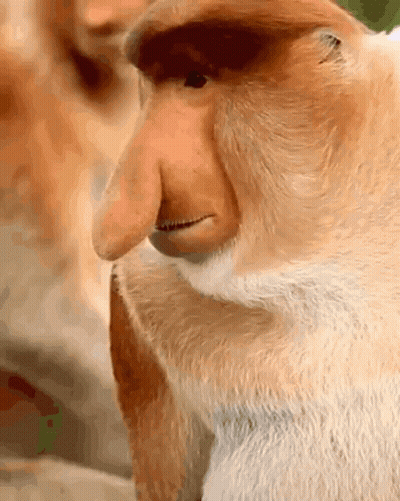 A Close Up Of A Monkey 'S Face With A Very Long Nose GIF