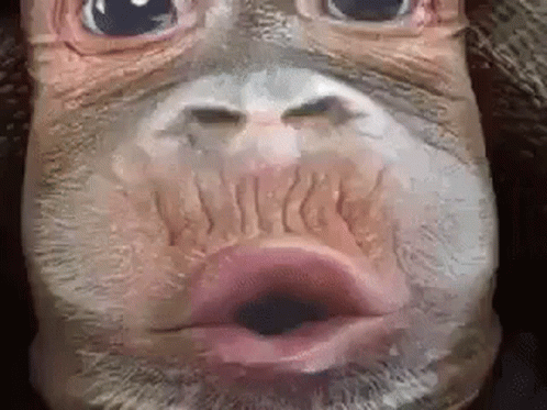 A Close Up Of A Monkey 'S Face With Its Mouth Open And A Beard . GIF