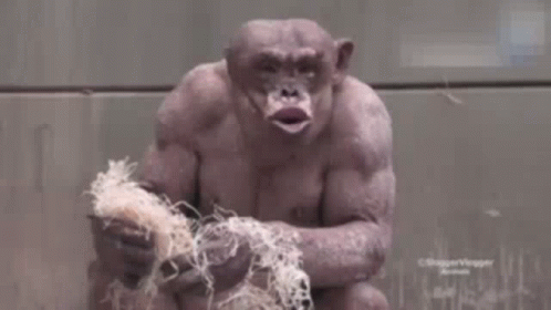 A Close Up Of A Monkey 'S Face With Its Mouth Open And Muscles . GIF