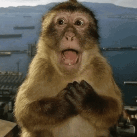 A Close Up Of A Monkey 'S Face With Its Mouth Open GIF