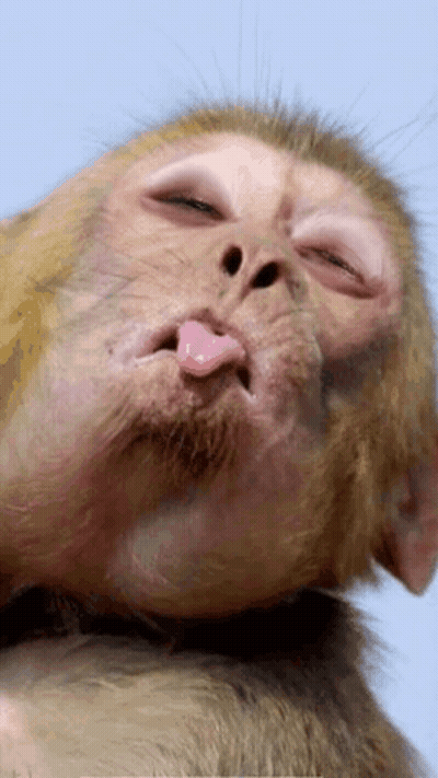 A Close Up Of A Monkey 'S Face With Its Tongue Sticking Out GIF