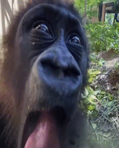 A Close Up Of A Monkey 'S Face With Its Tongue Sticking Out GIF
