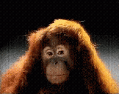 A Close Up Of A Monkey 'S Face With Orange Hair GIF