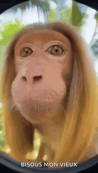 A Close Up Of A Monkey 'S Face With The Words Bisous Mon Vieux Above It GIF