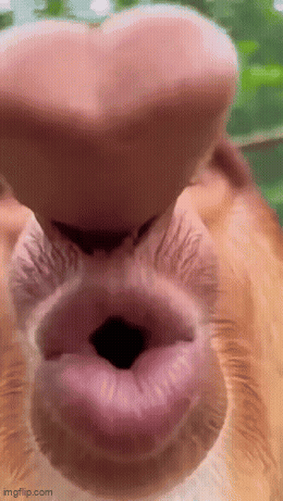 A Close Up Of A Monkey 'S Nose With A Heart Shaped Nose . GIF