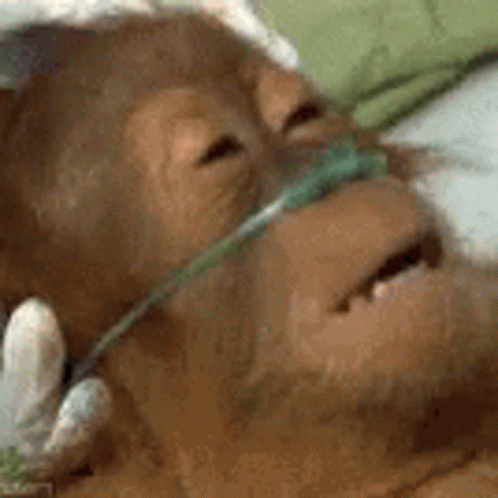 A Close Up Of A Monkey Wearing An Oxygen Mask On Its Nose . GIF