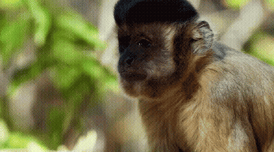 A Close Up Of A Monkey With A Black Hat On Its Head GIF