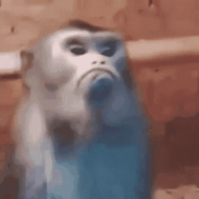 A Close Up Of A Monkey With A Sad Face . GIF