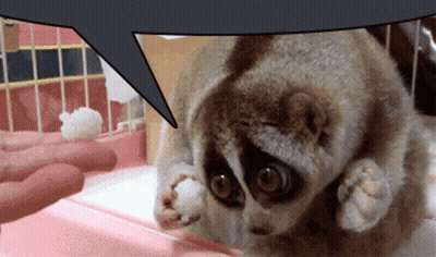 A Close Up Of A Monkey With A Speech Bubble Behind It GIF
