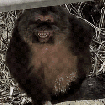 A Close Up Of A Monkey With Its Mouth Open And Teeth Visible GIF