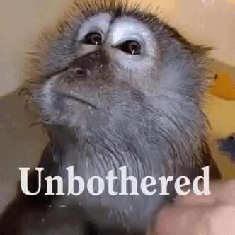 A Close Up Of A Monkey With The Words Unbothered Written On It . GIF