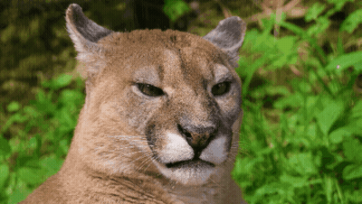A Close Up Of A Mountain Lion 'S Face Looking At The Camera GIF