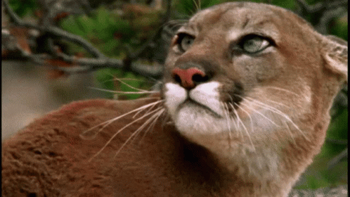 A Close Up Of A Mountain Lion 'S Face GIF