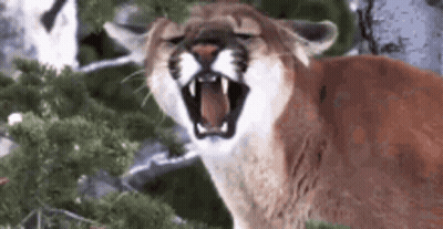 A Close Up Of A Mountain Lion With Its Mouth Open In The Woods . GIF