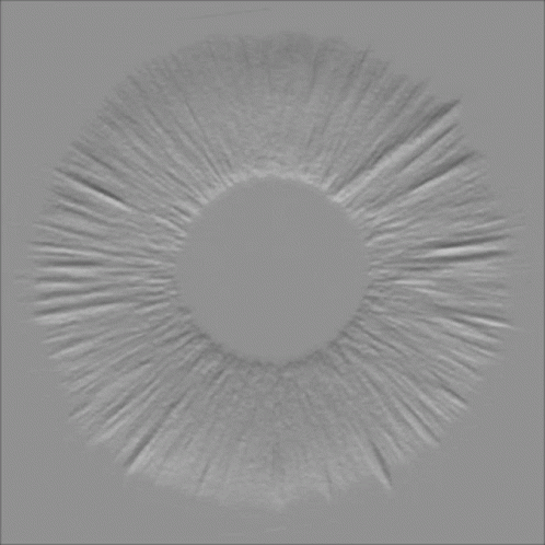 A Close Up Of A Mushroom With A Hole In The Middle . GIF