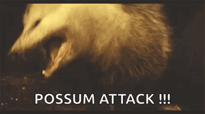 A Close Up Of A Opossum With Its Mouth Open And The Words Possum Attack Written Below It . GIF
