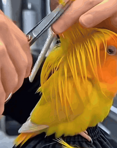 A Close Up Of A Person Cutting A Yellow Bird 'S Feathers GIF